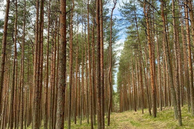 Фото экскурсии - Куршская коса без толпы. Автомобильная экскурсия в национальный парк. - 4