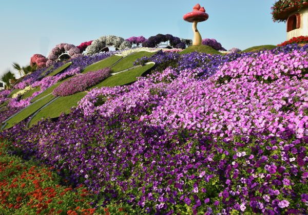 Парк цветов Miracle Garden и всемирная ярмарка Global Village из Фуджейры - фото 2
