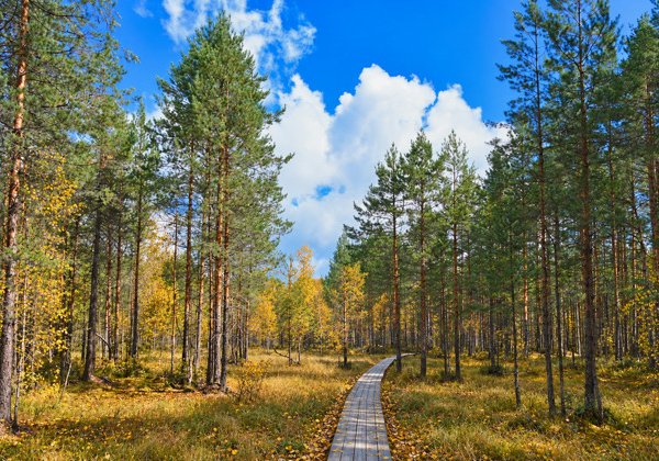 Экскурсия в Керженский заповедник