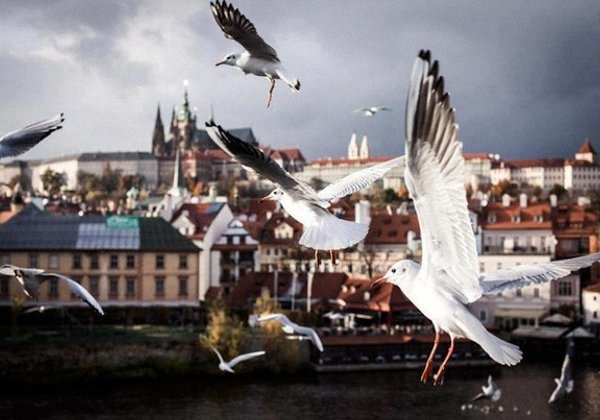 Влюбиться в Прагу за 3 часа