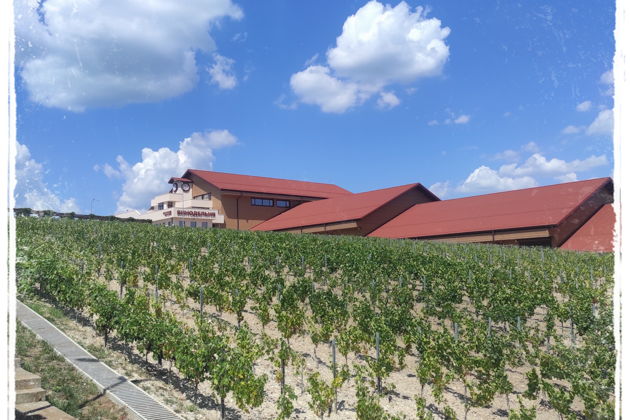 Фото экскурсии - Шато Пино: улитки, морепродукты и винные дегустации - 5