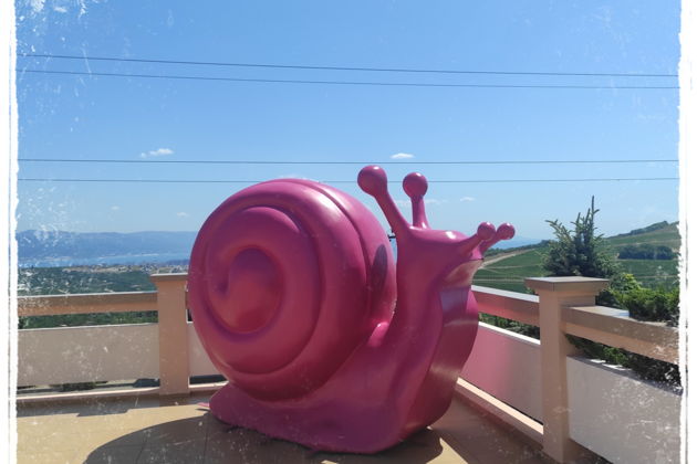 Фото экскурсии - Шато Пино: улитки, морепродукты и винные дегустации - 8