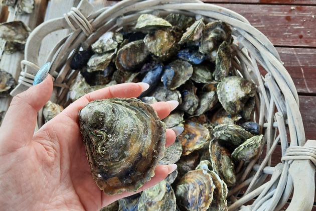 Экскурсия из Дубровника на устричные плантации в город Стон- для гурманов!