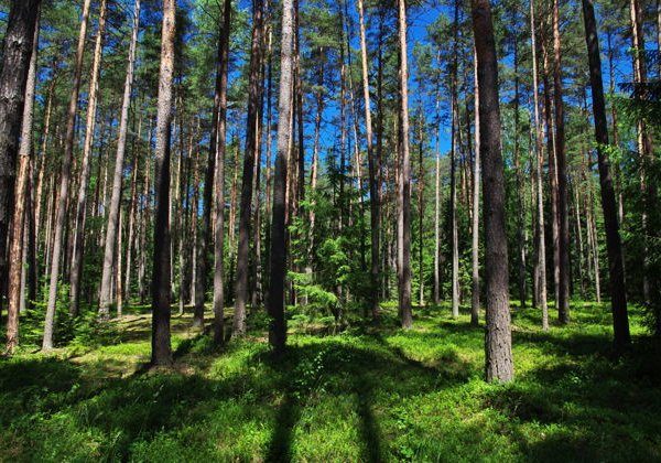 Заповедный напев Беловежской пущи - фото 3