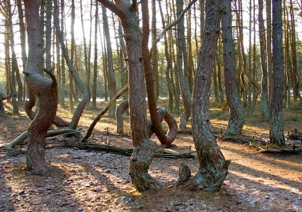 Очарование дюн и моря на Куршской косе - фото 1