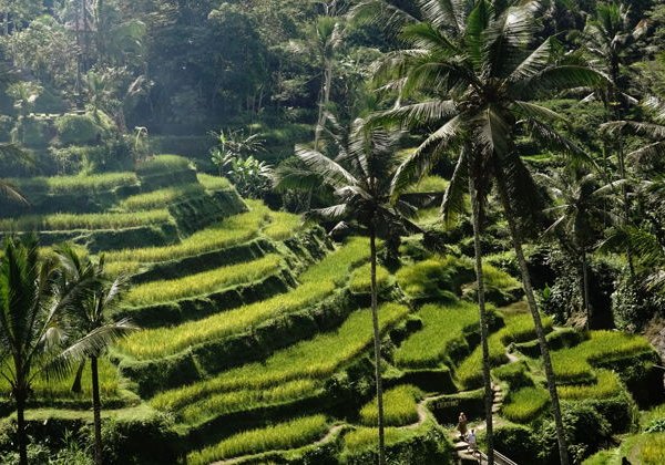 Путешествие в аутентичный Убуд - фото 4