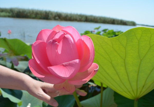 Долина лотосов и отдых на Азовском море