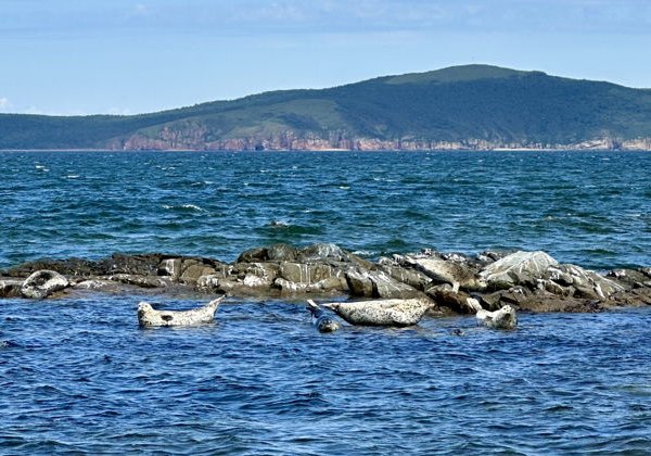 Индивидуальное гастрономическое путешествие к морским котикам и островам Японского моря на катере - фото 2