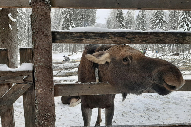 Фото - экскурсия: Экскурсия на Сумароковскую лосиную ферму