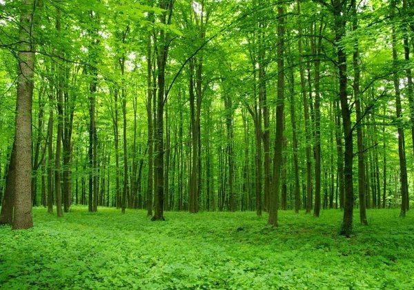 Самурский лиановый лес, экраноплан «Лунь» и пляж с черным песком 