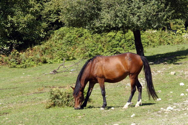 Фото - экскурсия: Конный поход на целый день