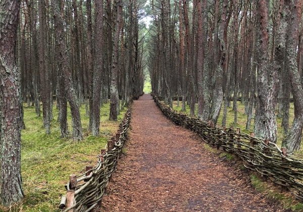 Экскурсия из Зеленоградска «Куршская коса и орнитологическая станция» - фото 1