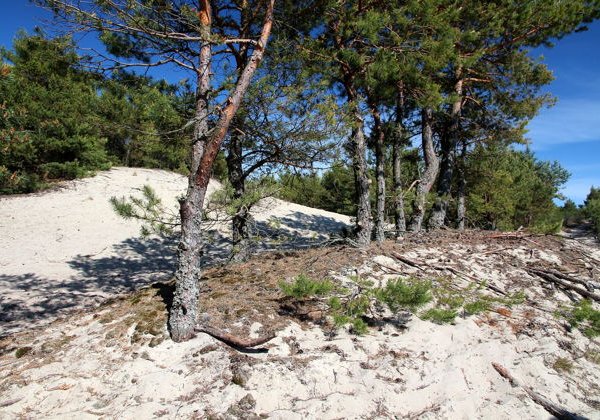 Экскурсия из Зеленоградска «Куршская коса: Легенды моря» - фото 3