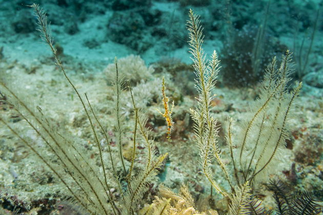 Фото экскурсии - Погружение с аквалангом в Кемере - 11