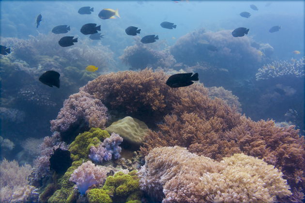 Фото экскурсии - Погружение с аквалангом в Кемере - 12