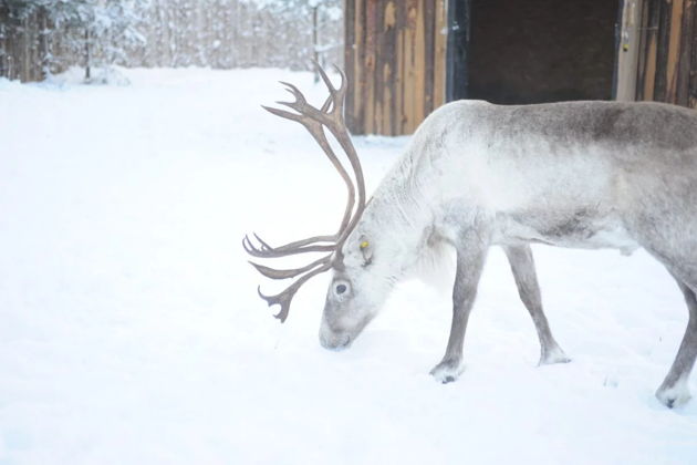 Фото экскурсии - Увидь главные достопримечательности Карелии за выходные: Кивач, Рускеала и другие чудеса - 5