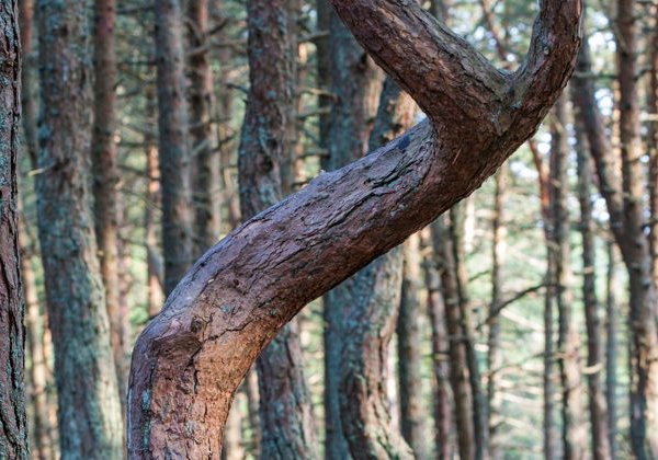 «Удивительная Куршская коса» — авторский тур из Зеленоградска - фото 1