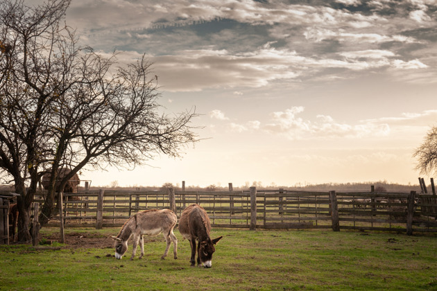 Фото - экскурсия: Музей хлеба, Сирмий и Засавица