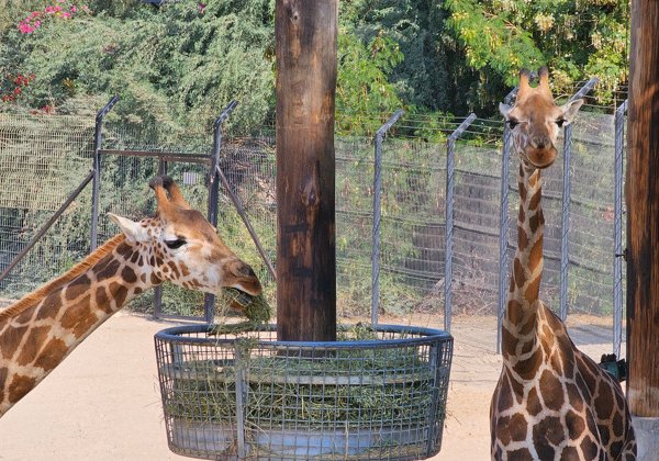 Зоопарк в Абу-Даби — Emirates Zoo