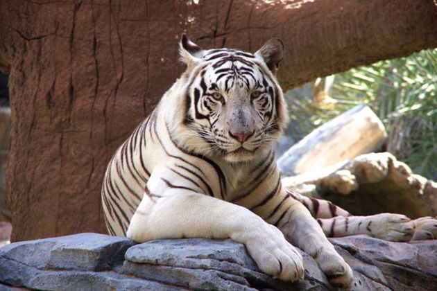 Зоопарк в Абу-Даби — Emirates Zoo-6