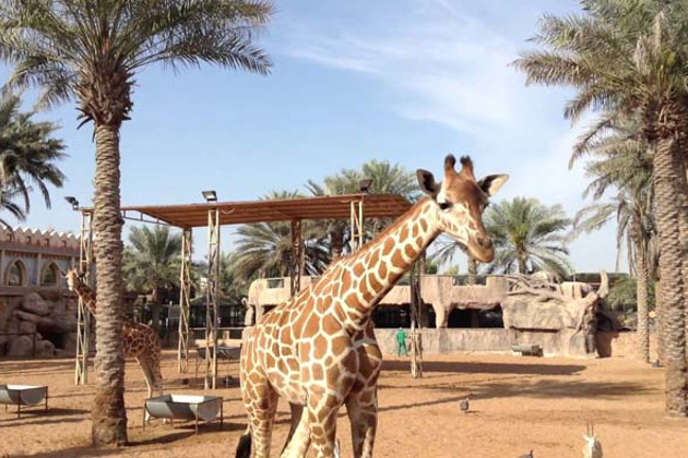 Зоопарк в Абу-Даби — Emirates Zoo