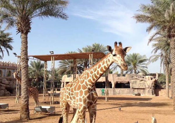 Зоопарк в Абу-Даби — Emirates Zoo