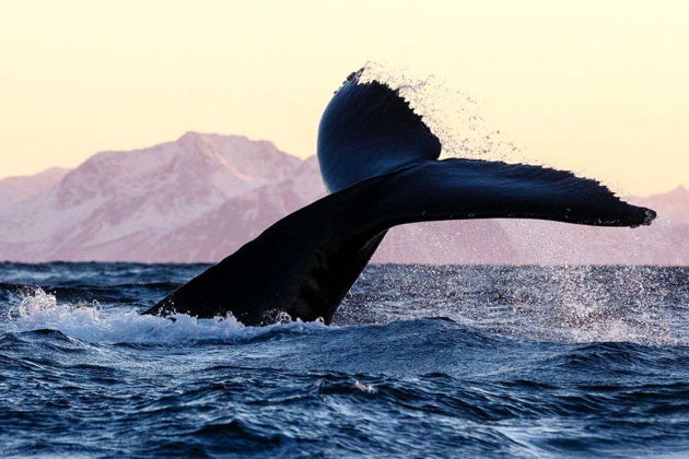 Фото экскурсии - Териберка: северная магия у самого края света - 6