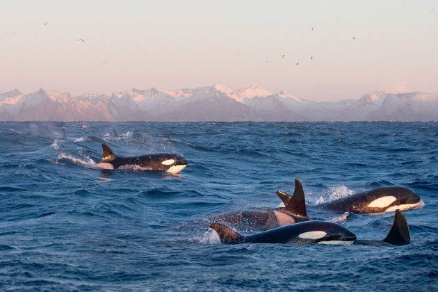 Фото экскурсии - Териберка: северная магия у самого края света - 7