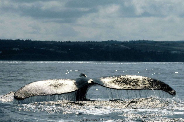 Фото экскурсии - Териберка: северная магия у самого края света - 11