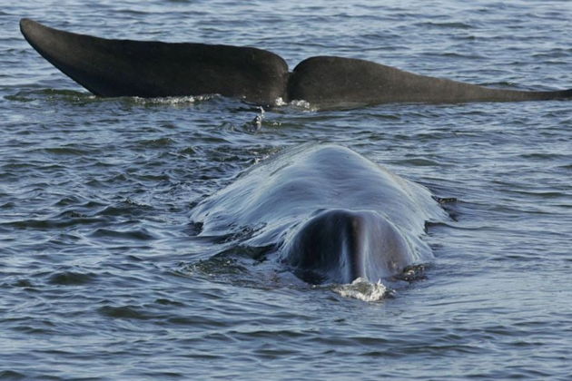 Фото экскурсии - Териберка: северная магия у самого края света - 12