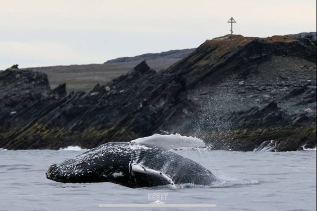 Фото экскурсии - Териберка: северная магия у самого края света - 14