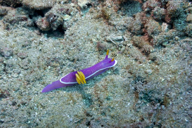 Фото экскурсии - Погружение в прозрачные морские глубины Аланьи - 6