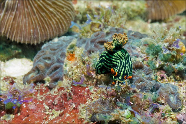 Фото экскурсии - Погружение в прозрачные морские глубины Аланьи - 7