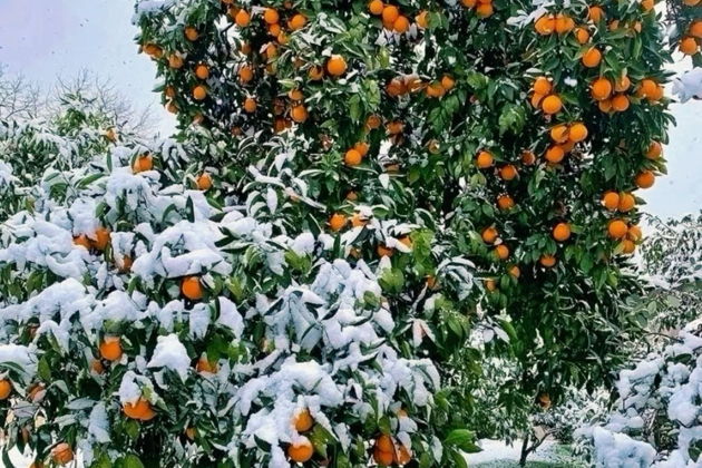 Фото экскурсии - Абхазия в миниатюре: Гагра, Рица и Новый Афон на одном маршруте - 14