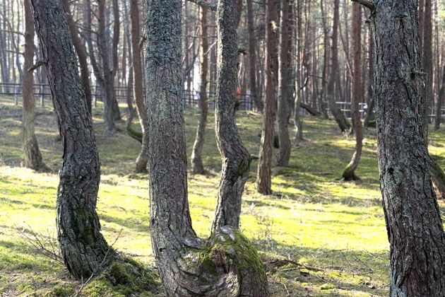 Фото экскурсии - Прогулка по Куршской косе: замок Шаакен, дегустация сыра и встреча с котами - 7