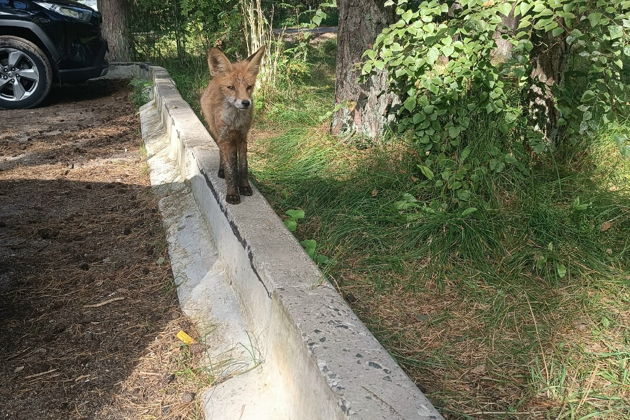 Фото экскурсии - Прогулка по Балтийскому побережью: Куршская коса, Зеленоградск и Светлогорск - 8