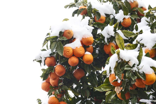 Фото экскурсии - ЗИМНЯЯ СКАЗКА - Рукотворная Абхазия, Сухум, Кындык, Черниговка - 6