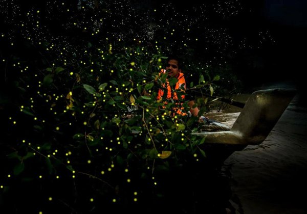 Ночной тур со светлячками в Куала-Селангор 🌙✨ и пещеры Бату