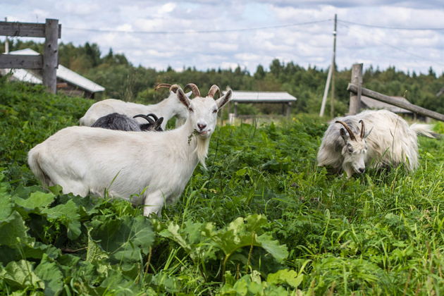 Экскурсия в деревню Кинерму-3