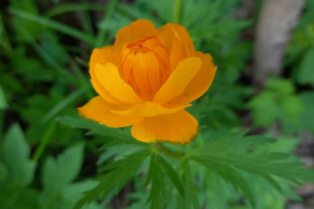 Фото экскурсии - Краткая обзорная треккинг-экскурсия по горе Комсомольская - 7