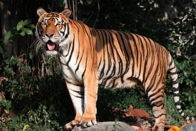 Фото - экскурсия: Открытый зоопарк Кхао-Кхео: проведите день с животными