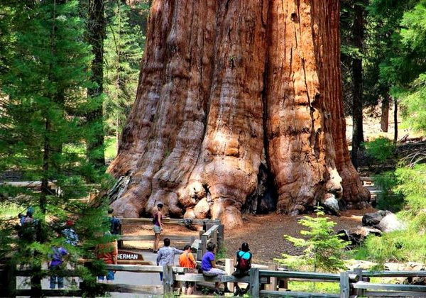 Must visit: национальные парки Йосемити и Секвойя - фото 2