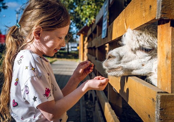 Горы, солнце и альпаки: ваш идеальный день на Красной Поляне - фото 3