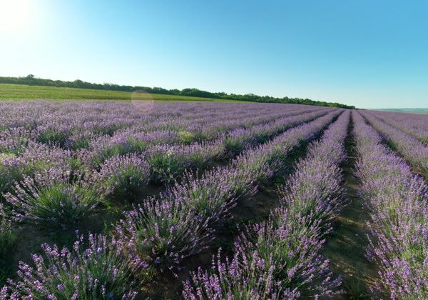 Закат на лавандовом поле - фото 3