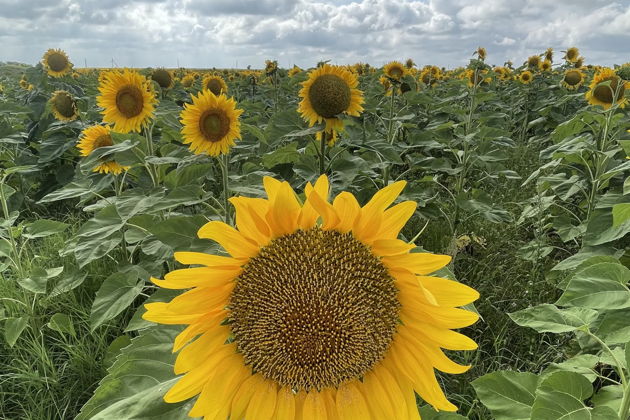 Фото экскурсии - На запад к розовому озеру и дайверской мекке - 8