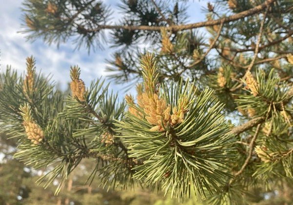 Несерьезный экомаршрут: аудиоэкскурсия по экотропе «Комаровский берег» - фото 2