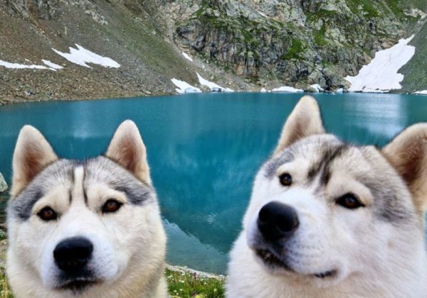 Высокогорный хайкинг — в Архыз с хаски