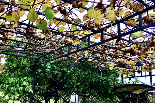 Фото экскурсии - Потрясающая Пицунда - идеальный маршрут для однодневной поездки - 7