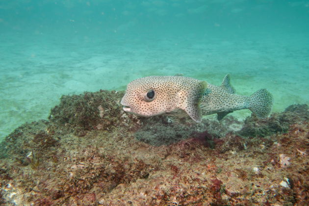 Фото экскурсии - Погружение для сертифицированных дайверов в Фуджейре без трансфера - 5