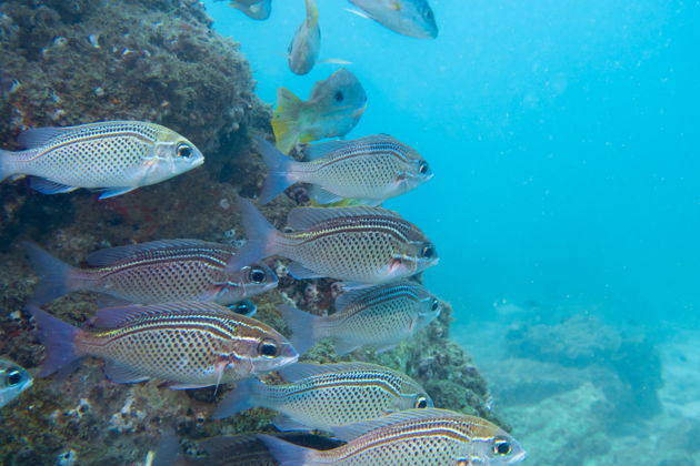 Фото экскурсии - Погружение для сертифицированных дайверов в Фуджейре без трансфера - 6